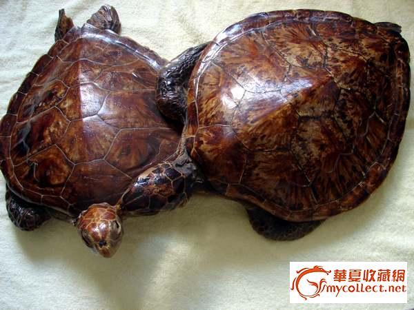 玳瑁背甲壳图片