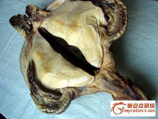 玳瑁背甲壳图片