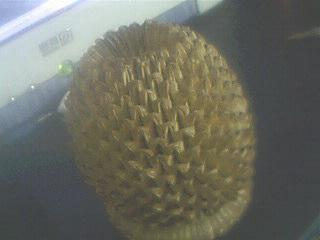 1953年一分钱折拼的菠萝形状``出生就有 想问