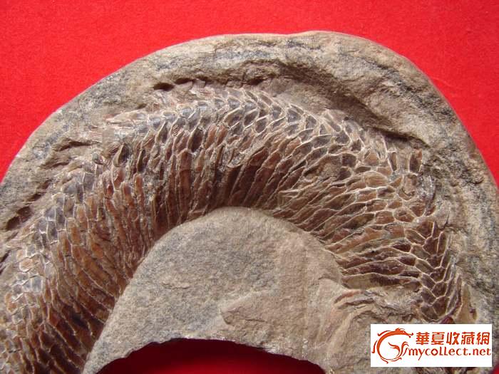 世界上最大的蛇的化石