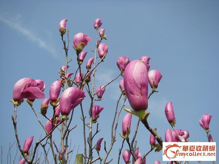 解放区的天是明朗的天,老邮票欣赏_解放区的天