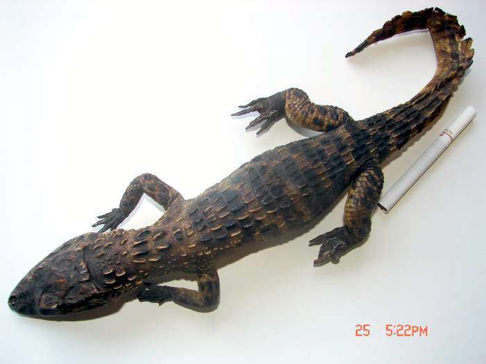 被称为活化石的鳄鱼标本_被称为活化石的鳄鱼