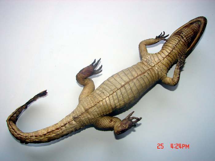被称为活化石的鳄鱼标本_被称为活化石的鳄鱼