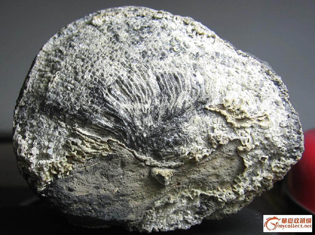 寒武纪至奥陶纪的一种生物化石——角石