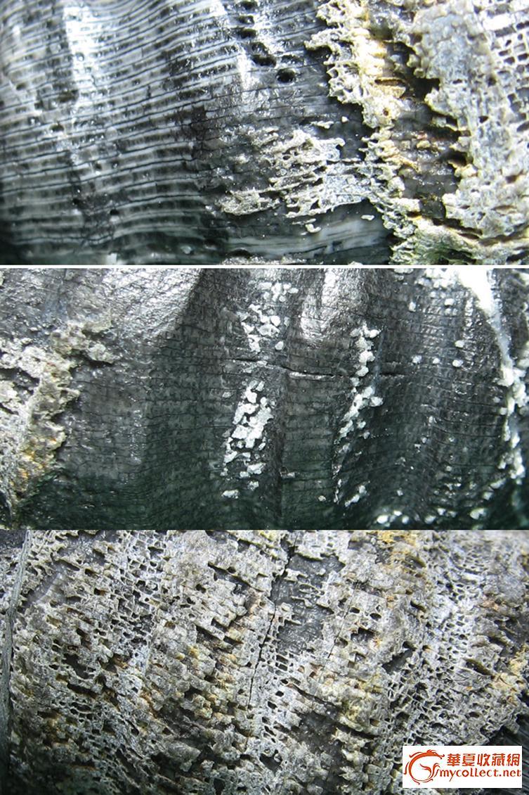 寒武纪至奥陶纪的一种生物化石——角石