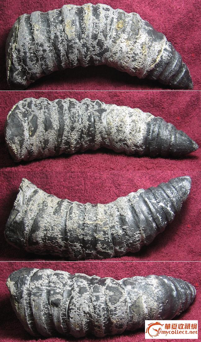 寒武纪至奥陶纪的一种生物化石——角石