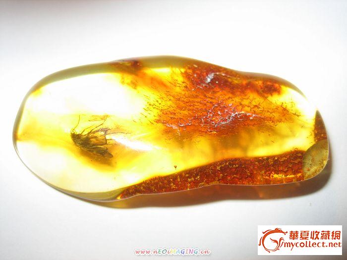 琥珀系列之虫珀,蛾子系列,请各位欣赏,随评.