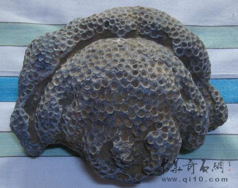 蜂窝珊瑚化石