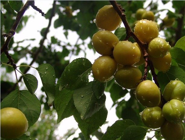 p华夏所有的朋友们,请你们吃杏子了_p华夏所有