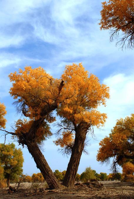最后一个出赛的宝贝_最后一个出赛的宝贝鉴定