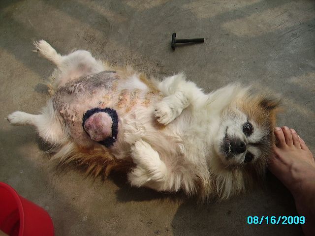 华夏的那位老师知道【狗宝】是什么样的_华夏