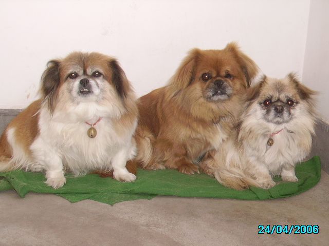 华夏的那位老师知道【狗宝】是什么样的_华夏