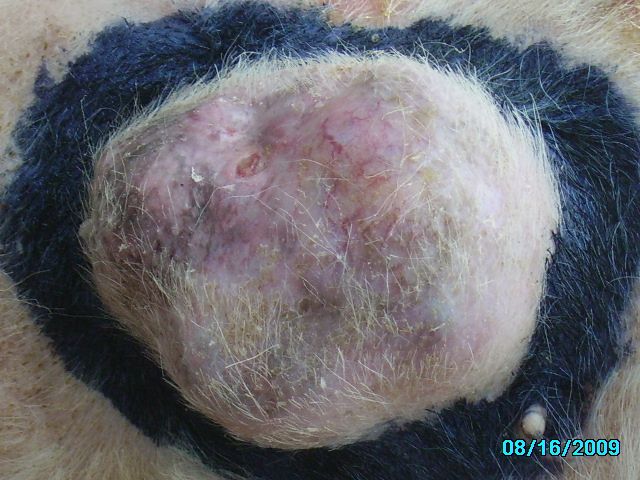 华夏的那位老师知道【狗宝】是什么样的_华夏