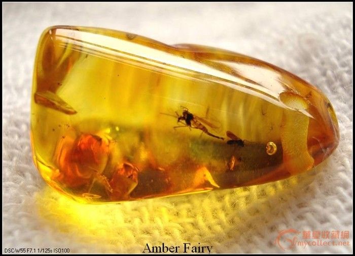 罕见虫珀(交配中的摇蚊),来自藏友V守护神K-杂项-其它-藏品鉴定估价-华夏收藏网