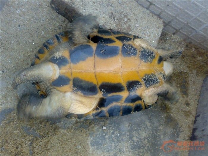 年代质地随评,来自藏友韩元素-玉石-和田-藏品