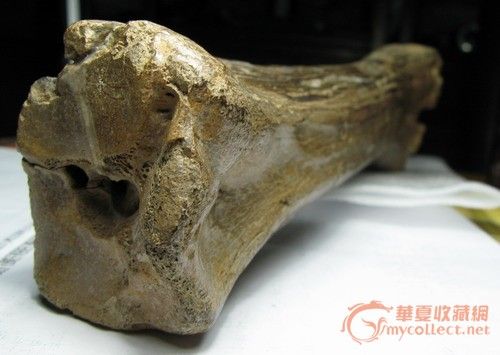 虎骨观音,虎骨,虎骨手串_大山谷图库