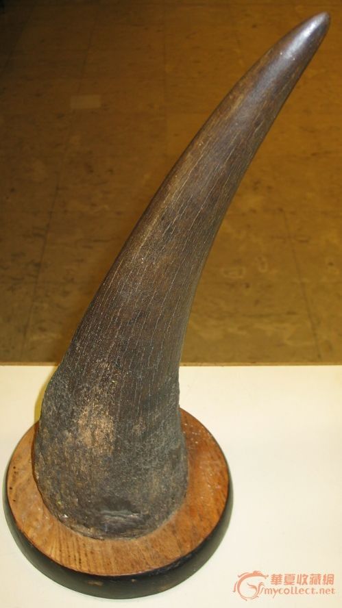 2600克犀牛角,来自藏友sino88-杂项-其它-藏品