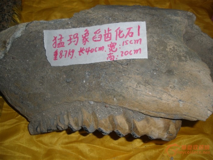 请专家和大家看下是猛犸象臼齿化石么?