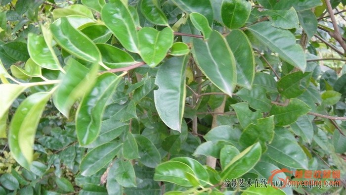 请鉴别是不是沉香树和沉香?