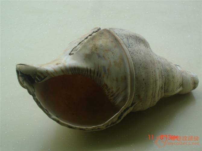 珍贵海螺