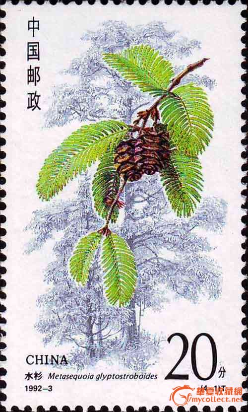 1992年特种邮票《杉树》_1992年特种邮票《