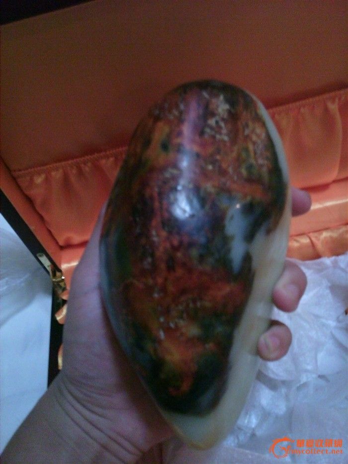 二上红皮 俄罗斯白籽_二上红皮 俄罗斯白籽鉴