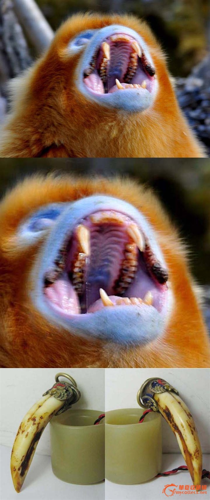 金丝猴的上犬齿