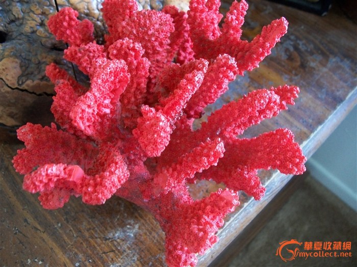 请教这是红珊瑚吗补上图片_请教这是红珊瑚吗