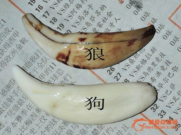 狼牙和狗牙的区别方法_狼牙和狗牙的区别方法
