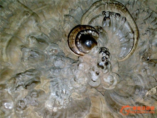 长白山千年野生灵芝,长白山千年野生灵芝鉴定,长白山千年野生灵芝估价,长白山千年野生灵芝真假辨别,来自藏友我还是风儿-杂项-其它-藏品鉴定估价-华夏收藏网