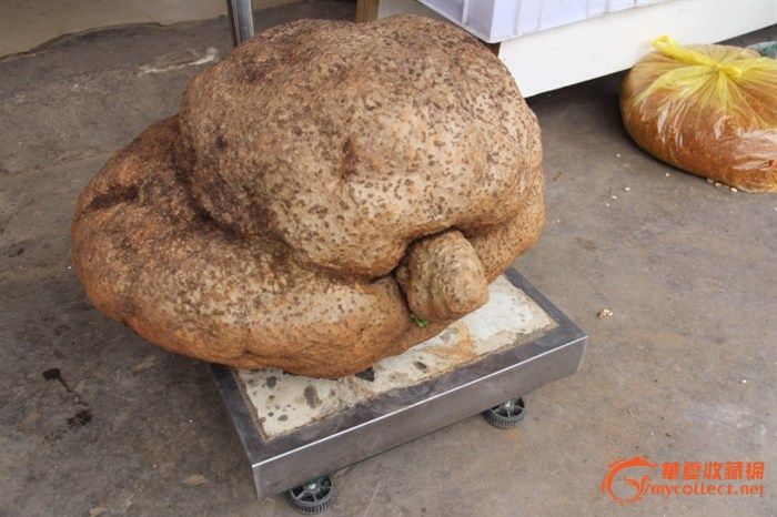 金不换《别名山乌龟》_金不换《别名山乌龟》