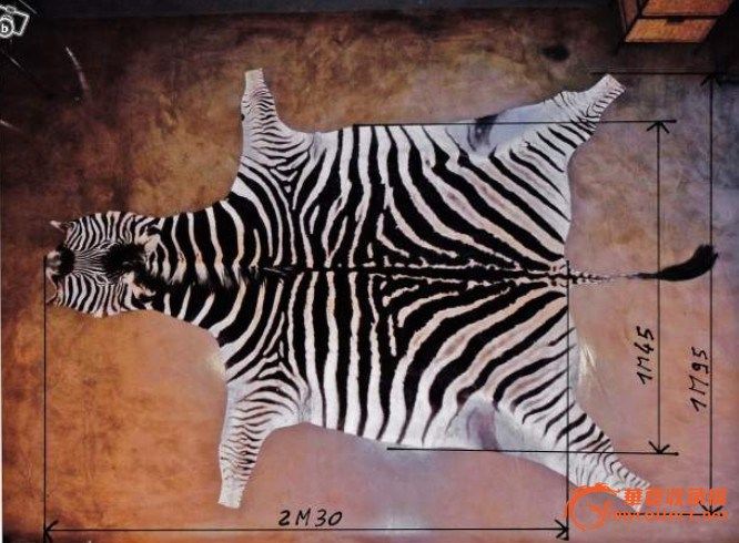 法国购买斑马皮一张_法国购买斑马皮一张鉴定