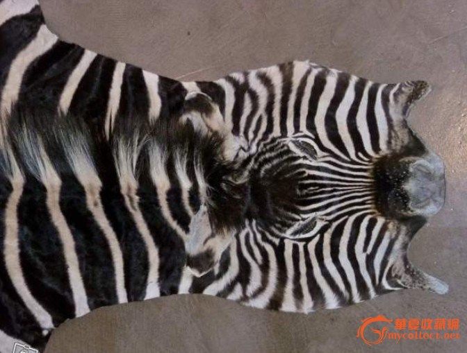 法国购买斑马皮一张_法国购买斑马皮一张鉴定