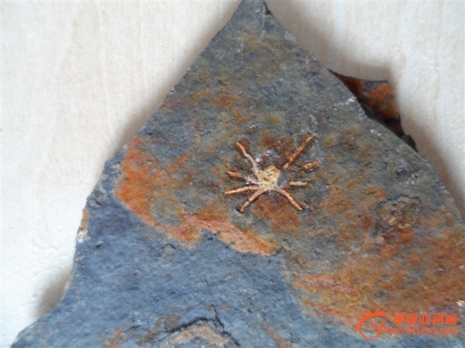 蜘蛛化石
