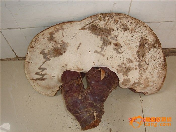 野生灵芝,来自藏友pete588-杂项-其它-藏品鉴定估价-华夏收藏网