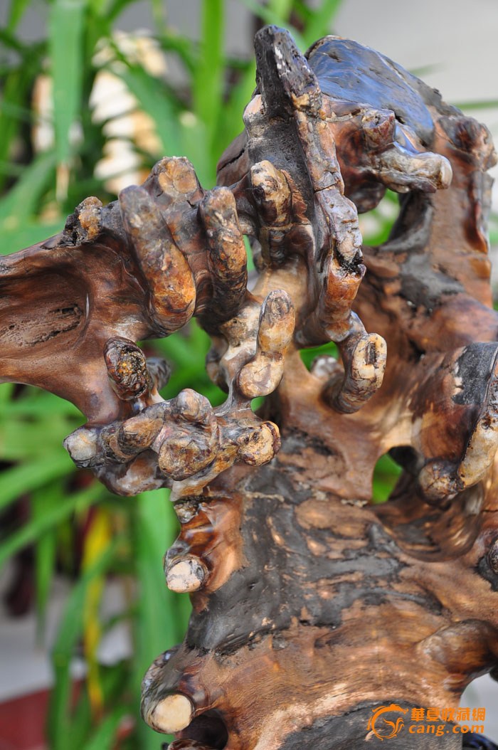 龙腾九州缅甸树化玉虫料硅化木绝品收藏绝无仅