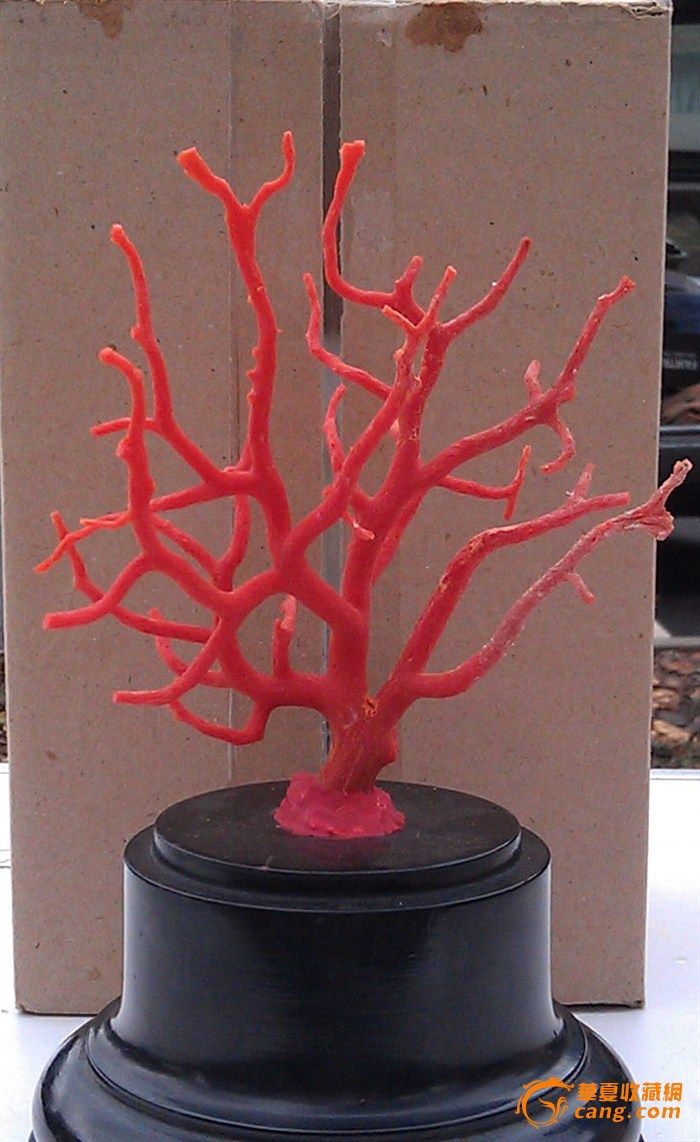 地中海红珊瑚原枝,请大家点评并估价,谢谢。_