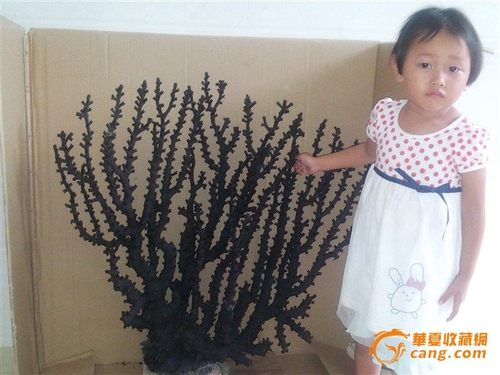 天然的红珊瑚树_天然的红珊瑚树鉴定_来自藏