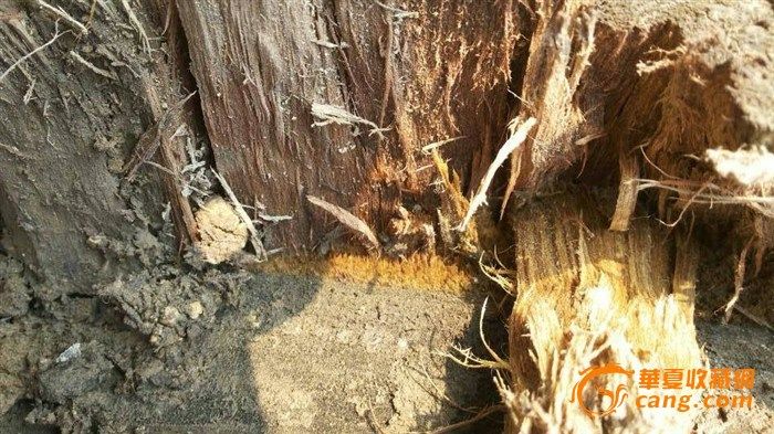 上千年的古树原木求高手鉴定_上千年的古树原