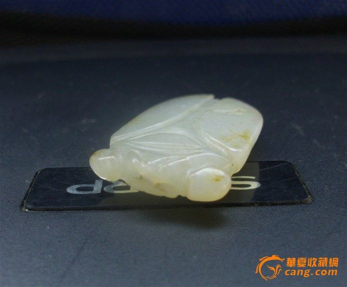 清白籽佩蝉 这回拍的照片清楚点了_清白籽佩蝉