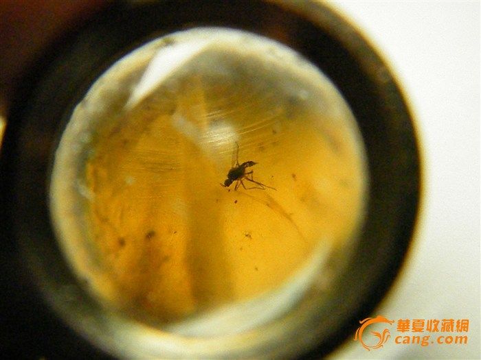 我玩缅甸琥珀_我玩缅甸琥珀鉴定_来自藏友古