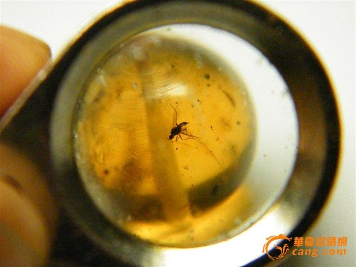 我玩缅甸琥珀_我玩缅甸琥珀鉴定_来自藏友古