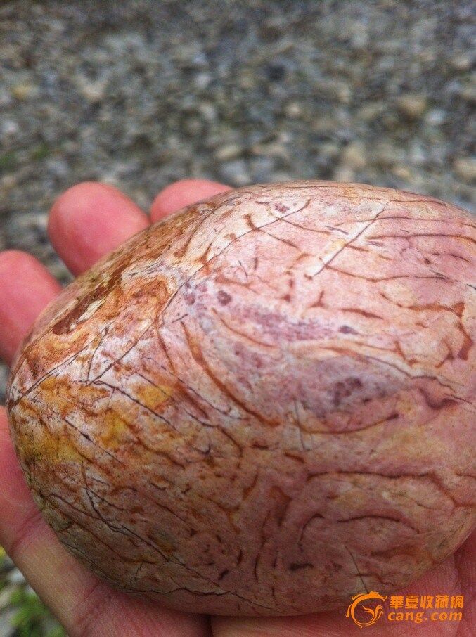 罕见的形状大小神似猪脑髓的石头