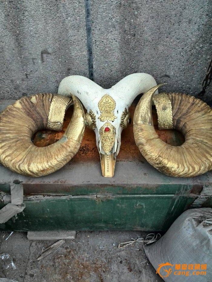 低价出售，收藏多年的盘羊角_低价出售，收藏多年的盘羊角鉴定_来自藏友天籁兰_杂项鉴定_其它杂项鉴定_古玩鉴定估价_华夏收藏网