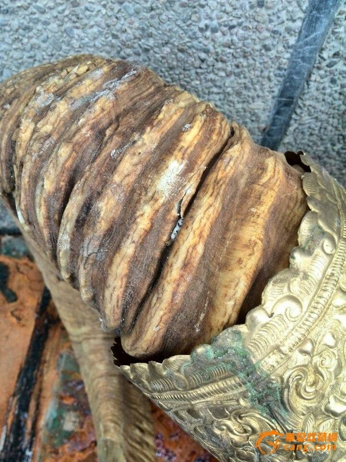 低价出售，收藏多年的盘羊角_低价出售，收藏多年的盘羊角鉴定_来自藏友天籁兰_杂项鉴定_其它杂项鉴定_古玩鉴定估价_华夏收藏网