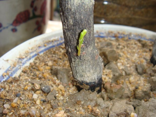 各位朋友:这是啥的芽.沉,檀,黄,酸.