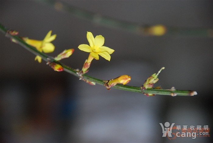 三月什么花开的季节 201104070019585882.jpg!s1200