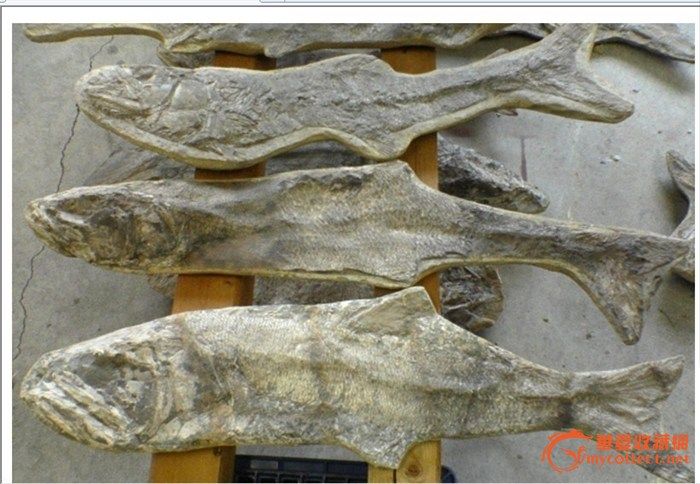 石鱼化石,龙鱼化石,沙鱼化石(第2页)_大山谷图库