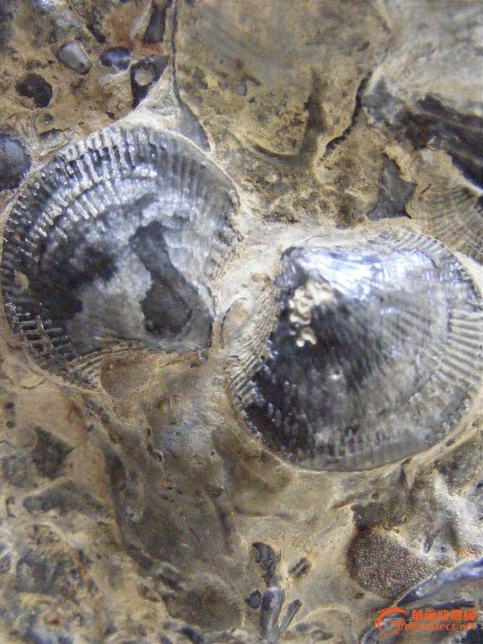 鸮头贝化石