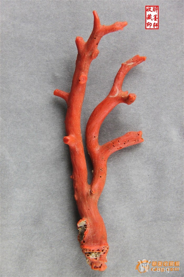 佛手形天然红珊瑚原枝